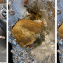Ricos Tacos
